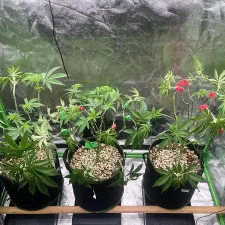 3 CandyCandy Cookies seed2harvest//CANNA