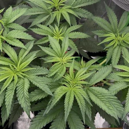3 CandyCandy Cookies seed2harvest//CANNA