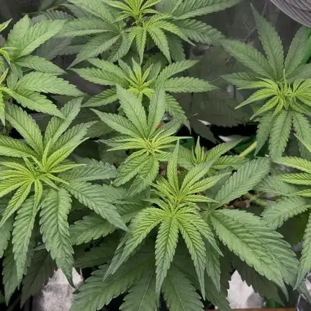 3 CandyCandy Cookies seed2harvest//CANNA