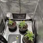 Winter Grow 2025