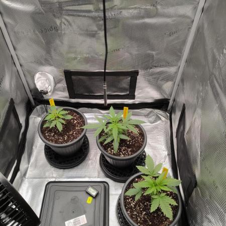 Winter Grow 2025