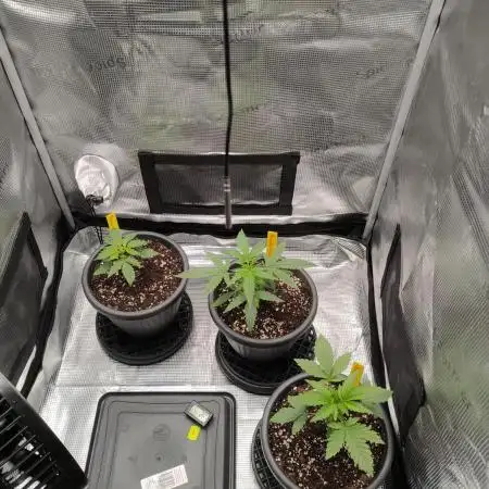 Winter Grow 2025