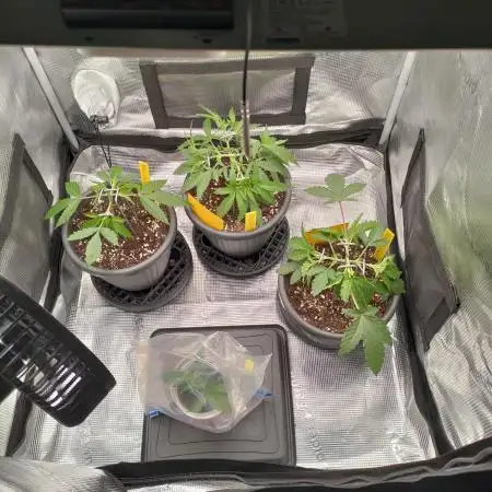Winter Grow 2025