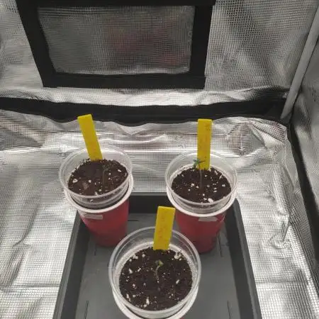 Winter Grow 2025