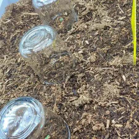 First Grow (3 Cherry Runtz)