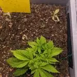 First Grow (3 Cherry Runtz)