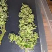 Critical Punch - 1000seeds