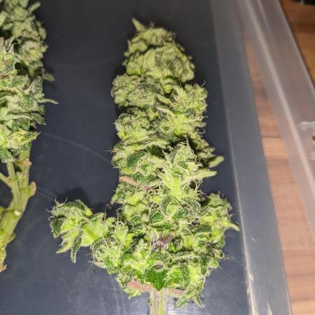 Critical Punch - 1000seeds