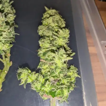 Critical Punch - 1000seeds