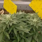 First Grow (3 Cherry Runtz)