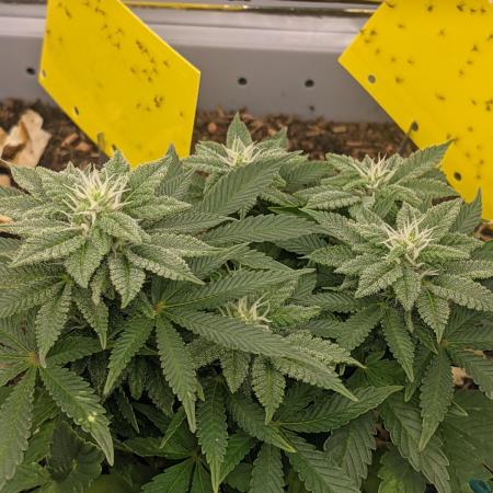 First Grow (3 Cherry Runtz)