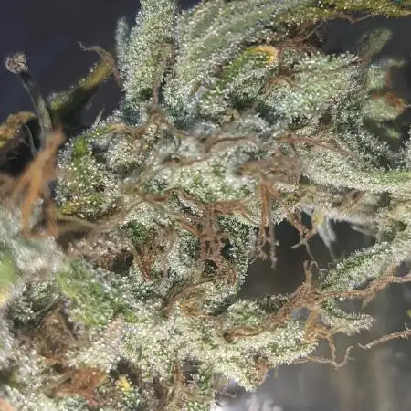 GC Auto and Milky Way Kratky