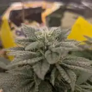 First Grow (3 Cherry Runtz)