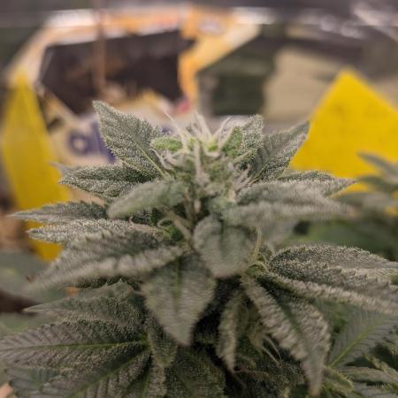 First Grow (3 Cherry Runtz)