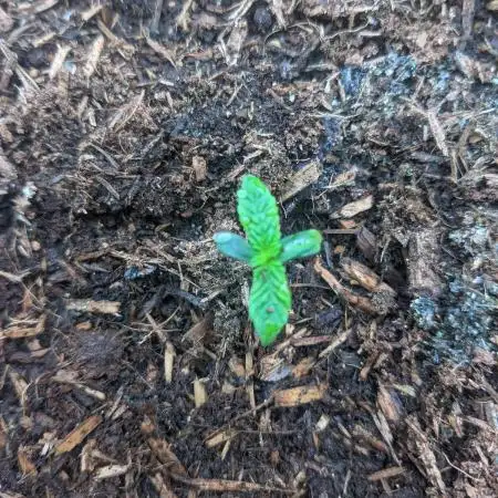 First Grow (3 Cherry Runtz)
