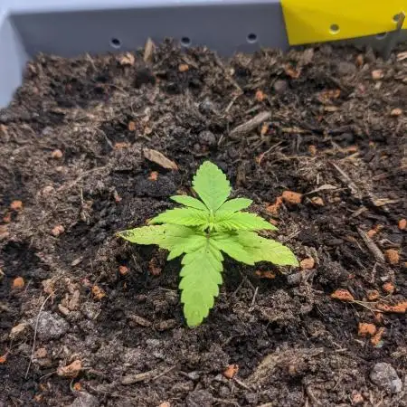 First Grow (3 Cherry Runtz)