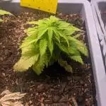 Critical Punch - 1000seeds