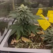 Critical Punch - 1000seeds