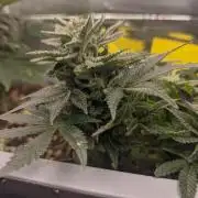 First Grow (3 Cherry Runtz)