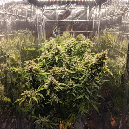 GC Auto and Milky Way Kratky