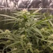 lowlight Auto test