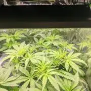 lowlight Auto test