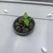 GC Auto and Milky Way Kratky