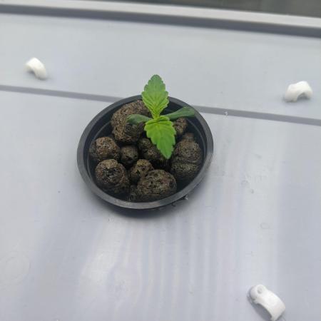 GC Auto and Milky Way Kratky