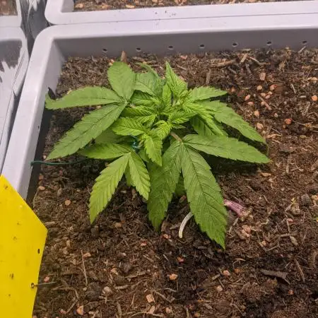 First Grow (3 Cherry Runtz)