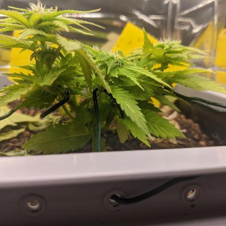 First Grow (3 Cherry Runtz)