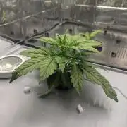 GC Auto and Milky Way Kratky