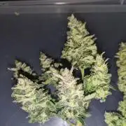 First Grow (3 Cherry Runtz)