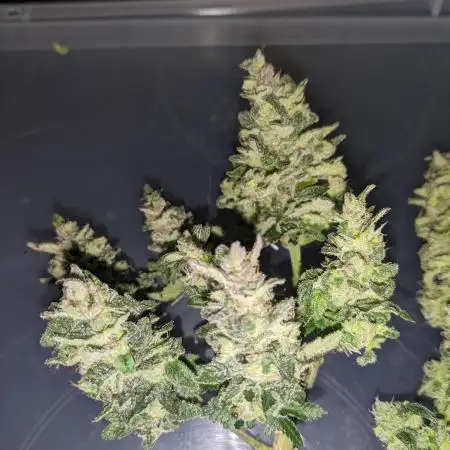 First Grow (3 Cherry Runtz)