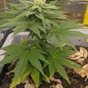 Critical Punch - 1000seeds