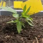 First Grow (3 Cherry Runtz)