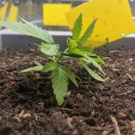 First Grow (3 Cherry Runtz)
