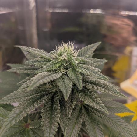 Critical Punch - 1000seeds