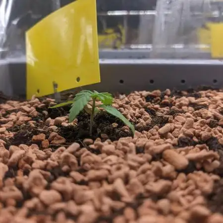 First Grow (3 Cherry Runtz)