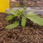 Critical Punch - 1000seeds