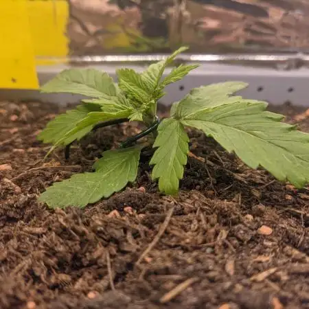 Critical Punch - 1000seeds
