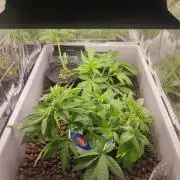 lowlight Auto test