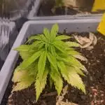 Critical Punch - 1000seeds