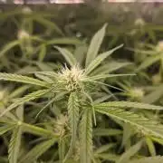 lowlight Auto test