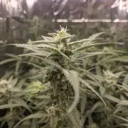 lowlight Auto test