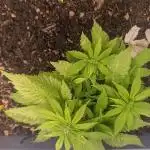 First Grow (3 Cherry Runtz)