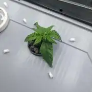 GC Auto and Milky Way Kratky