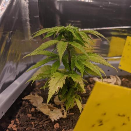 Critical Punch - 1000seeds