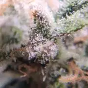lowlight Auto test