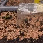 Critical Punch - 1000seeds