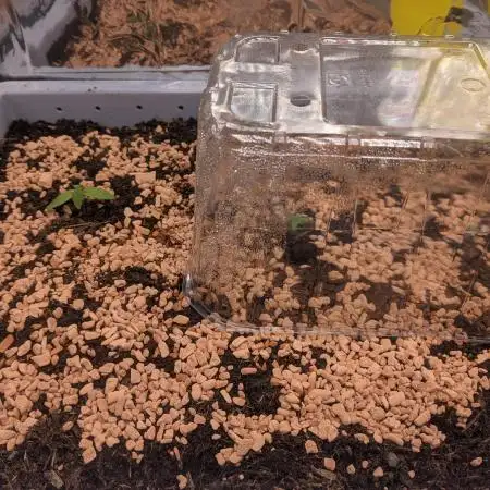 Critical Punch - 1000seeds